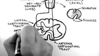 Spinal Pathways 4  Corticospinal Tract [upl. by Hannover83]