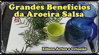 Aroeira Salsa e Seus benefícios [upl. by Pratt]