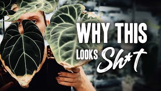 Why my Plants arent doing well [upl. by Yendys]