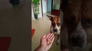 American Staffordshire Terrier vs Jamon training Mojaisk [upl. by Eerehs]