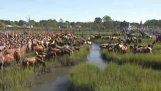 Chincoteague Ponieswmv [upl. by Web]