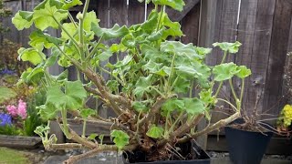 Pruning An Overwintered Geranium  April 6 2022 [upl. by Arob]