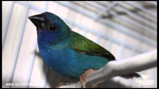 Forbes or Tricoloured Parrotfinch Erythrura Tricolor song [upl. by Ijuy]