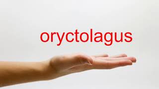 How to Pronounce oryctolagus  American English [upl. by Nomrah]