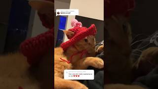 Cat in a Hat 🤣 granny made hats for my cats 🥹🫶🏾 [upl. by Menides]