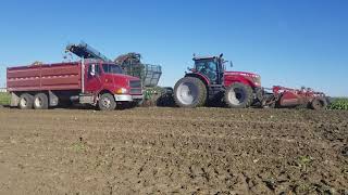 MF 8670 Tractor and Spudnik Defoliator  Sugar Beet Harvest 2018 [upl. by Ciredor]