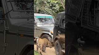 Leopard 🐆 leopard safari bannerghattabiologicalpark rojabangalorevlogs wildlife wildanimals [upl. by Perseus718]