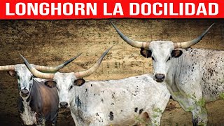 🔴 RAZA TEXAS LONGHORN La Docilidad ✅ Bovinos [upl. by Atena342]