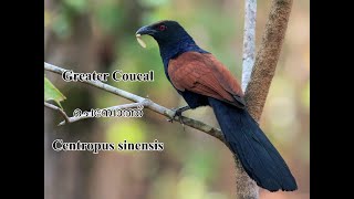 Greater coucal  ചെമ്പോത്ത്  Centropus sinensis [upl. by Cynth575]