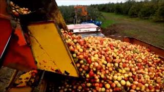 Récolte pomme à cidre [upl. by Yesmar]