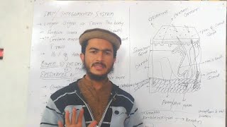 Human skin Anatomy and physiology of skin what is integumentary systemskin in pashto [upl. by Ahsirkal]