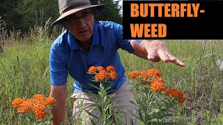 Butterflyweed Asclepias tuberosa Profile [upl. by Wait]