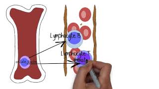 Comprendre le système lymphatique [upl. by Butta]