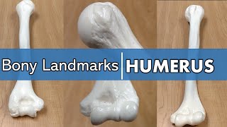 Bony Landmarks of the Humerus [upl. by Atinrehs]