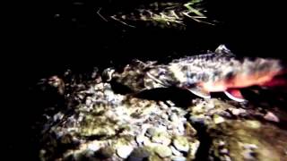 Arctic Charr Filmed Underwater in Cumbria [upl. by Cointon]