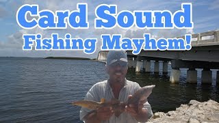 Card Sound Road Fishing Mayhem [upl. by Anirtak95]