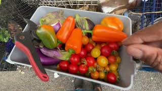 Still Waiting On The Rain and A Little Harvest In My Container Vegetable garden 2473 [upl. by Zink365]