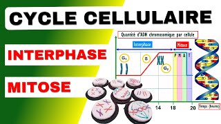 Cycle cellulaire évolution de la quantité dADN au cours de la mitose [upl. by Hezekiah]