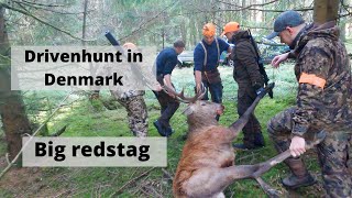 Trykjagt i Danmark  Drivenhunt in Denmark  Drückjagd in Dänemark [upl. by Notsirk]