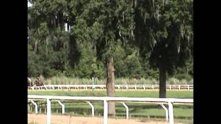 Secretariat Descendants Preparing for Racing Debut Sept 2013 [upl. by Ruphina294]