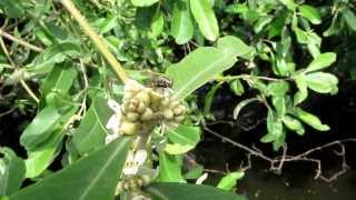 The flower visitors to Black mangrove Hilairanthus germinans in Ecuador [upl. by Attolrahc]