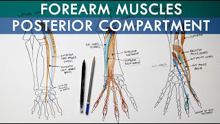 Posterior Extensor Compartment of Forearm  Anatomy Tutorial [upl. by Ayahc303]