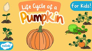 The Life Cycle of a Pumpkin for Kids  Pumpkin Life Cycle  Science for Kids [upl. by Hornstein]