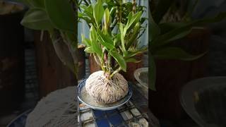 Very usful tips following usful grafting orchid plant in pot short plant orchid [upl. by Comras27]