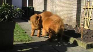 2 chow chows fighting [upl. by Tyson423]