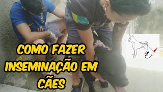 TÃ‰CNICA DE REPRODUÃ‡ÃƒO EM CÃƒES PASSO A PASSO  RONDA E TANTÃƒO PITMONSTER [upl. by Alekin]