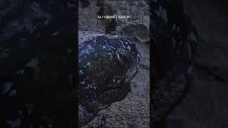 Leatherback Turtle lays her eggs GalatheaBay Shorts [upl. by Irret]