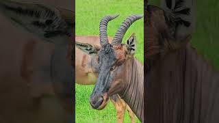 Admire This Beautiful Face  Wildlife ShortsAfrica YouTubeCreatorCommunity [upl. by Yennej]