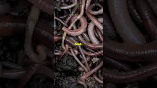 What is A Hookworm [upl. by Regnig365]