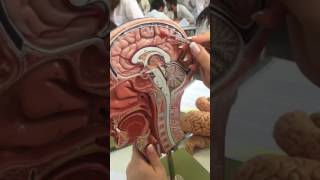 Telencephalon Anatomisi [upl. by Einahpats]