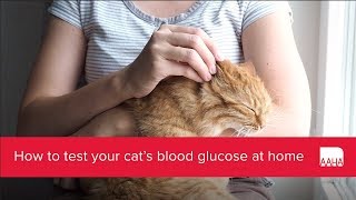 How to test your cats blood glucose at home [upl. by Nosiram]