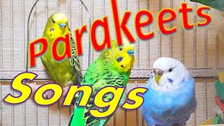 Happy Parakeets Singing Playing Eating Budgies Chirping Reduce Stress of lonely Birds Video shorts [upl. by Acsicnarf672]