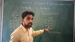 Structure of Ribose and Deoxyribose  BSc 3 Paper 2 Unit2 By Amit Kumar [upl. by Laenaj]