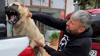 KANGAL BARON’U VETERİNERDE ZOR ZAPTETDİK [upl. by Nolat]