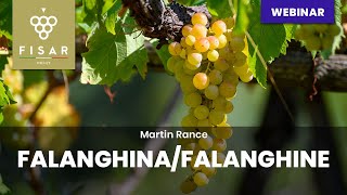 Falanghina  Falanghine [upl. by Esertak]