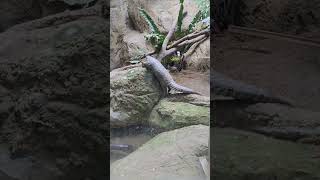 穿山甲PangolinTaipei Zoo [upl. by Lirbij]