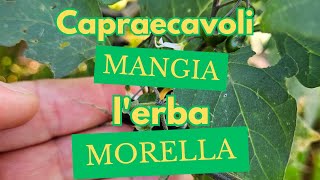 CAPRAECAVOLI MANGIA LERBA MORELLA [upl. by Lekim]