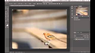 Photoshop CC WS07 Bilder auf Größe zuschneiden [upl. by Palmer549]
