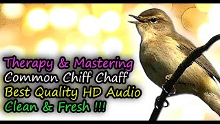 Common Chiffchaff Bird Song Best Quality Audio For Therapy amp Mastering Phylloscopus collybita [upl. by Judas]