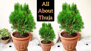 Thuja plant growing tips Morpankhi plant care n propagation विद्यापढ़ाई का पौधा कैसे लगाएं [upl. by Hassi275]