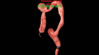 large intestine बड़ी आंत के कार्य  digestive system digestion science [upl. by Kcinomod]