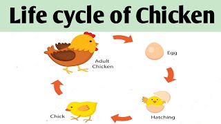 Life cycle of Hen ChickenHow to draw and label Hen life cycle [upl. by Picardi553]