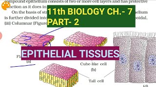 Class 11 BiologyCh7 Part2Epithelial tissueStudy with Farru [upl. by Marj571]