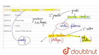 if all the lenticels of stem are blocked  the first to die will be [upl. by Atipul]