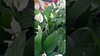 you tube shortAir purifying plantspeace Lilly [upl. by Franklyn]