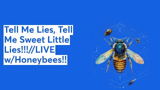 Tell Me Lies Tell Me Sweet Little LiesLIVE wHoneybees [upl. by Annad]